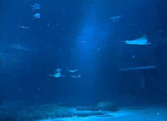 aquarium-nausicaa-hydroplage